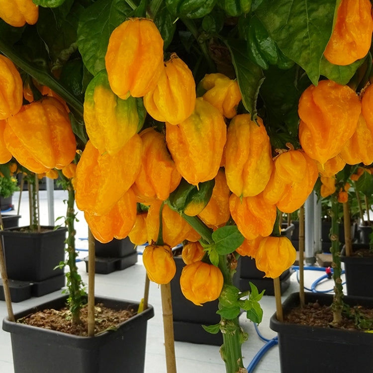 Gelbe Chilis über einem Topf auf dem AutoPot 1Pot-Tablett