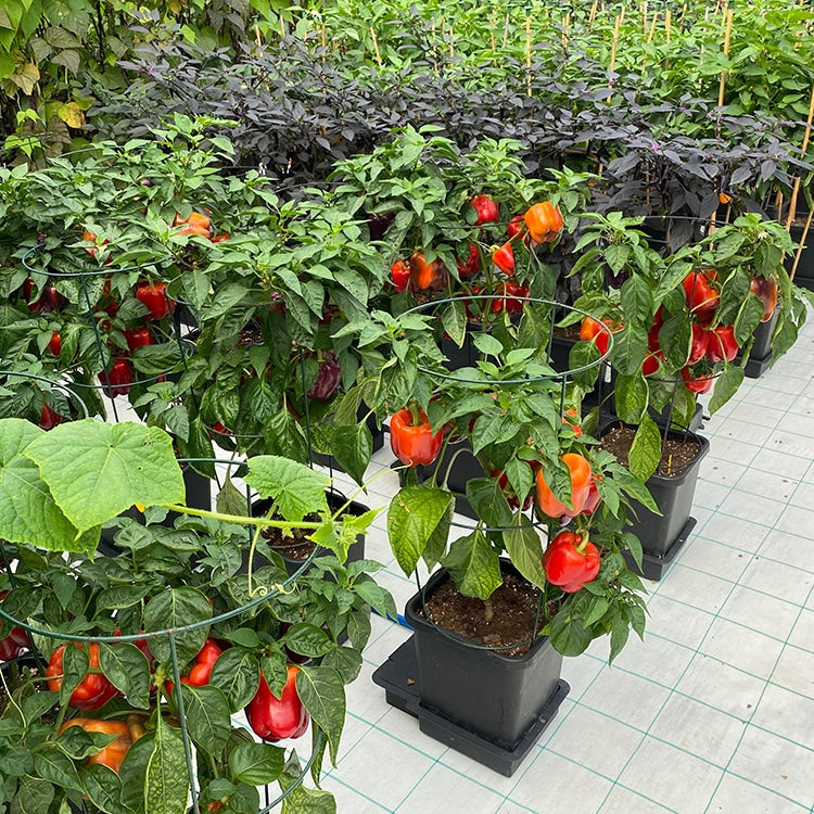 Paprikapflanzen in Töpfen auf AutoPot 1Pot-Tabletts