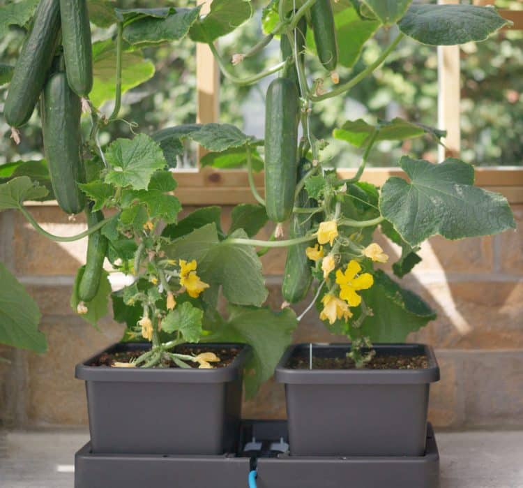 AutoPot easy2grow Kit mit Gurkenpflanzen im Gewächshaus, Tank im Hintergrund