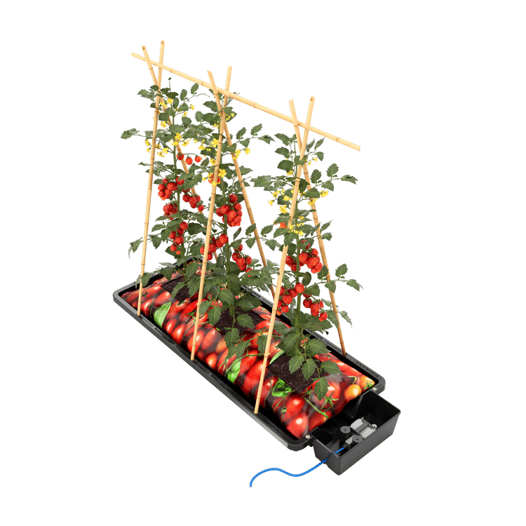 AutoPot Tray2Grow freigestellt mit Tomatenpflanzen an Stäben im Pflanzsack