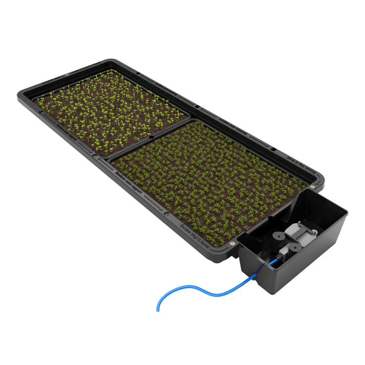 AutoPot Tray2Grow mit zwei Anzuchtschalen voller Keimlinge