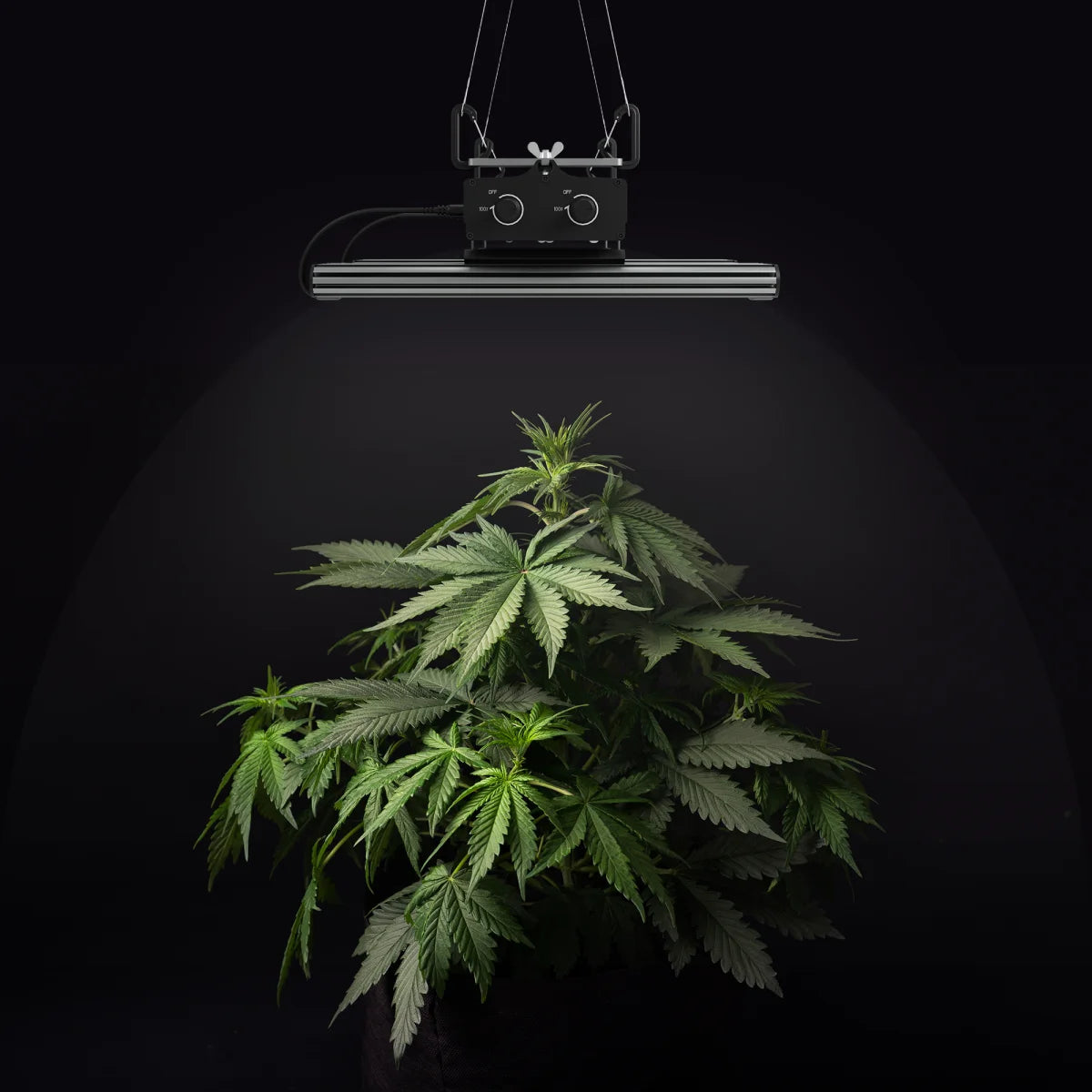 Greenception GCx 4 PWR 160 W