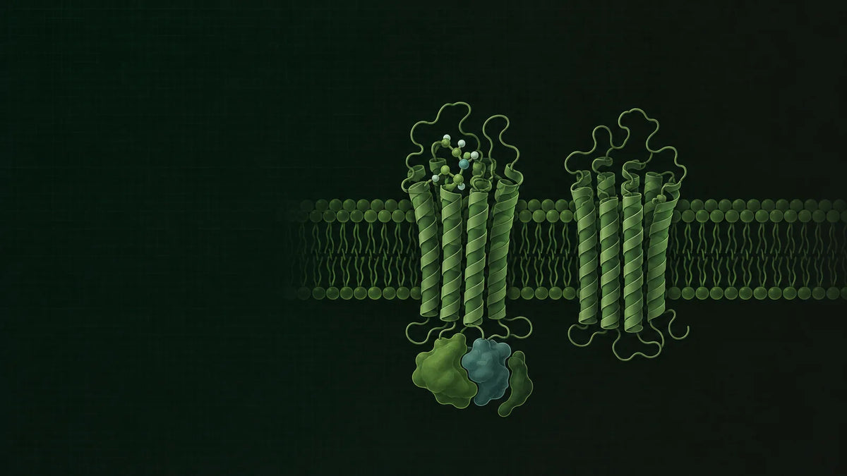 Stilisierter Membranrezeptor mit sieben Helixabschnitten in einer Zellmembran, darunter ein gekoppeltes Signalprotein, in Dunkelgrün und Graphit mit hellgrünen Akzenten.
