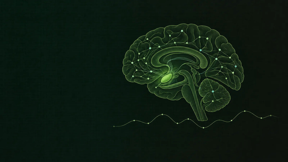 Abstraktes Schema eines Gehirnquerschnitts mit hervorgehobener Amygdala-Region in Dunkelgrün und Graphit, daneben eine fein gezeichnete Messkurve in hellem Blattgrün.