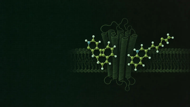 Zwei stilisierte Molekülmodelle mit gleicher Atomzahl, aber unterschiedlicher Ringform nebeneinander, in Dunkelgrün und Graphit mit hellgrünen Akzenten.