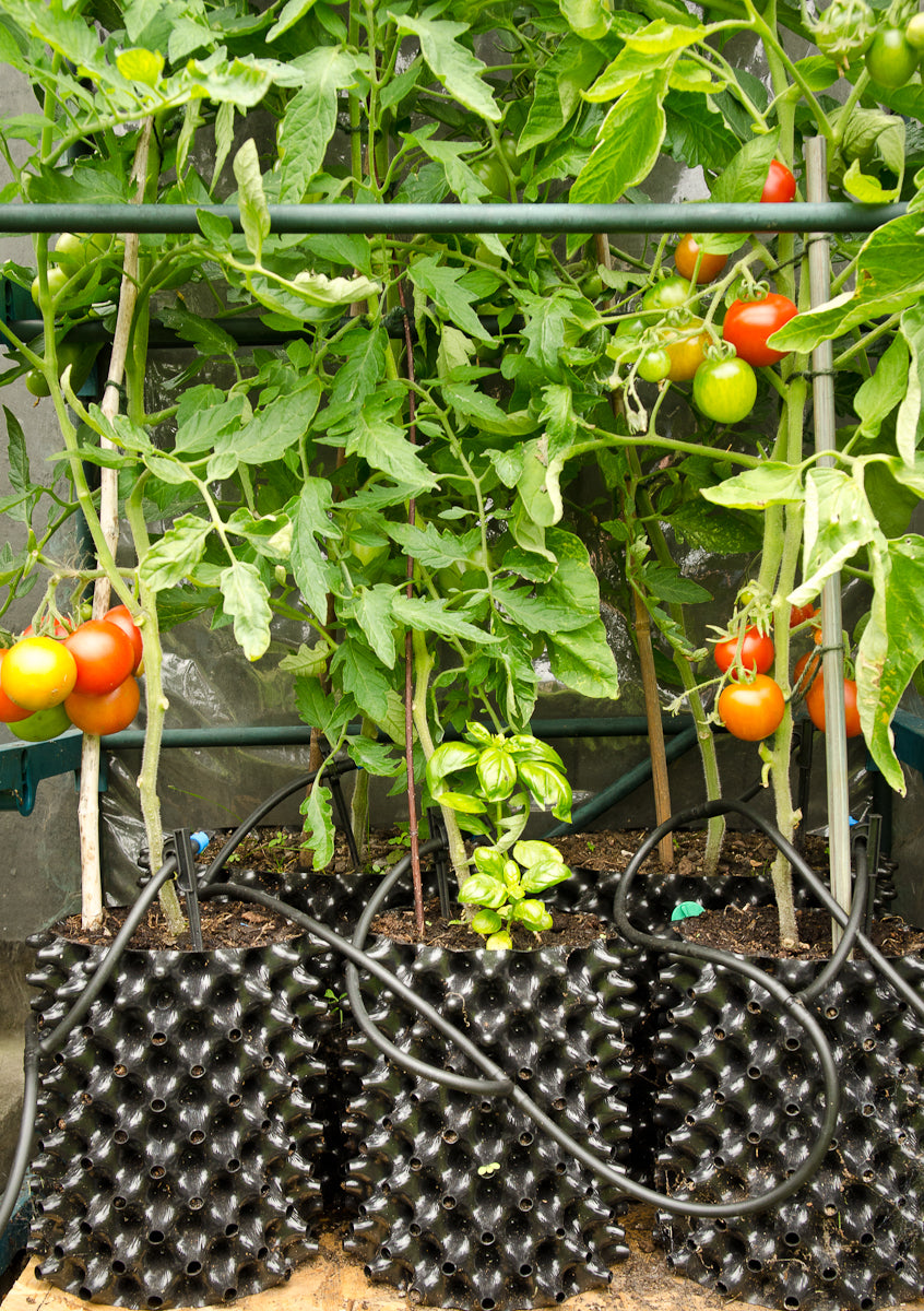 Tomatenpflanzen in Air-Pot-Töpfen mit Tropfschläuchen im Gewächshaus