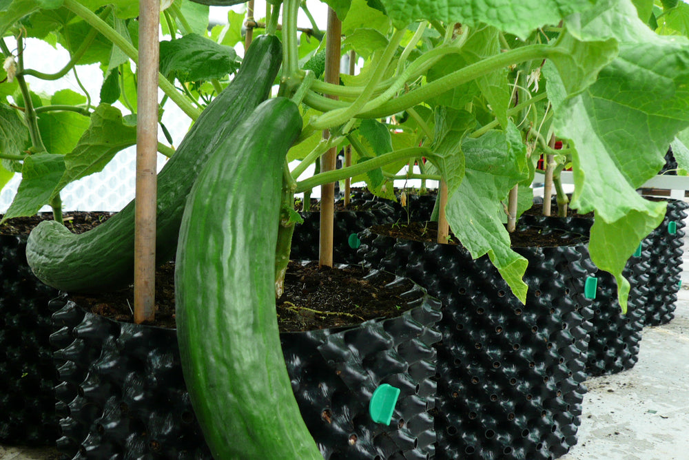 Gurke an der Pflanze neben Air-Pot-Töpfen