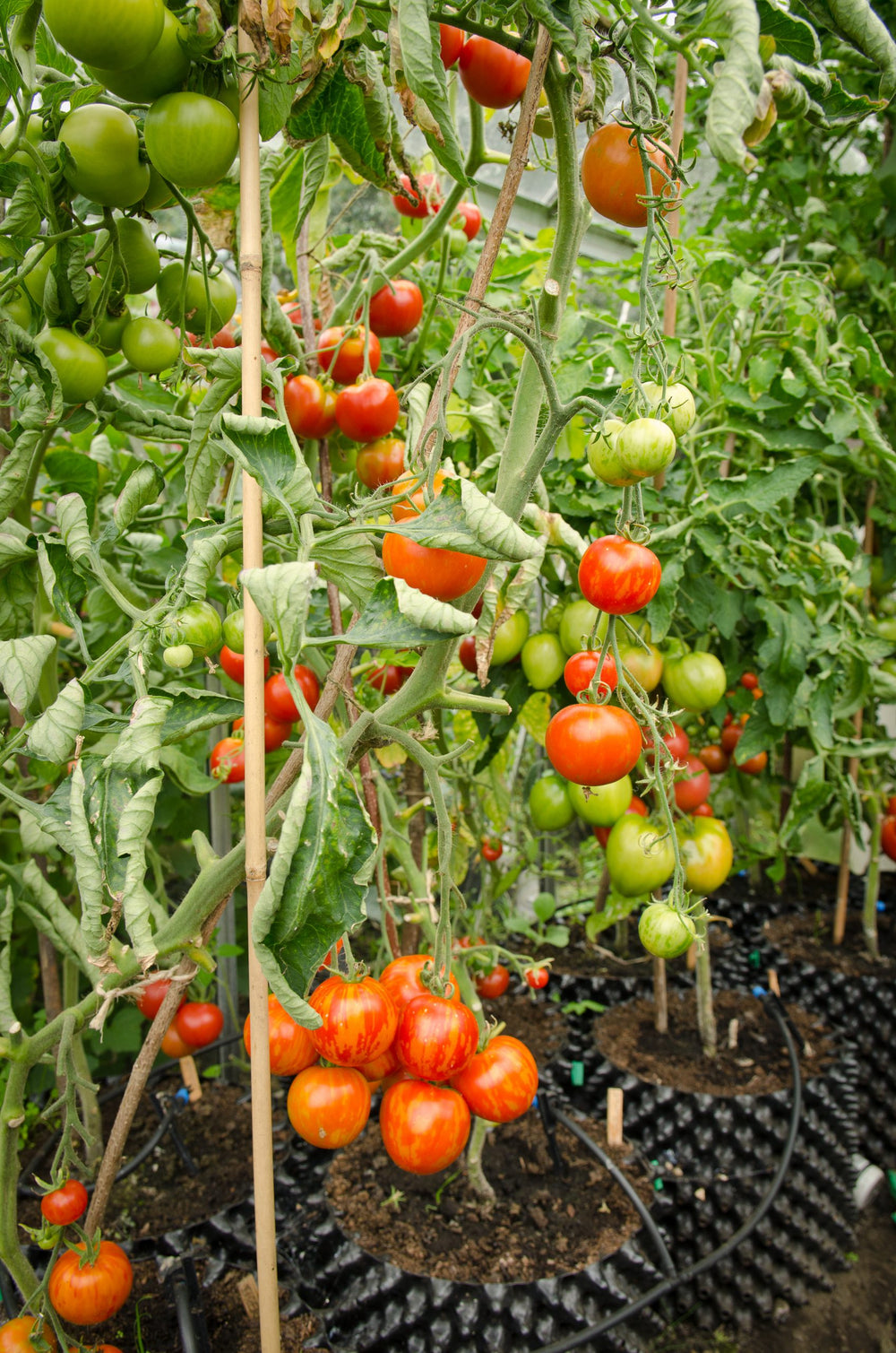 Tomatenpflanzen mit roten und grünen Früchten, darunter Air-Pot-Töpfe