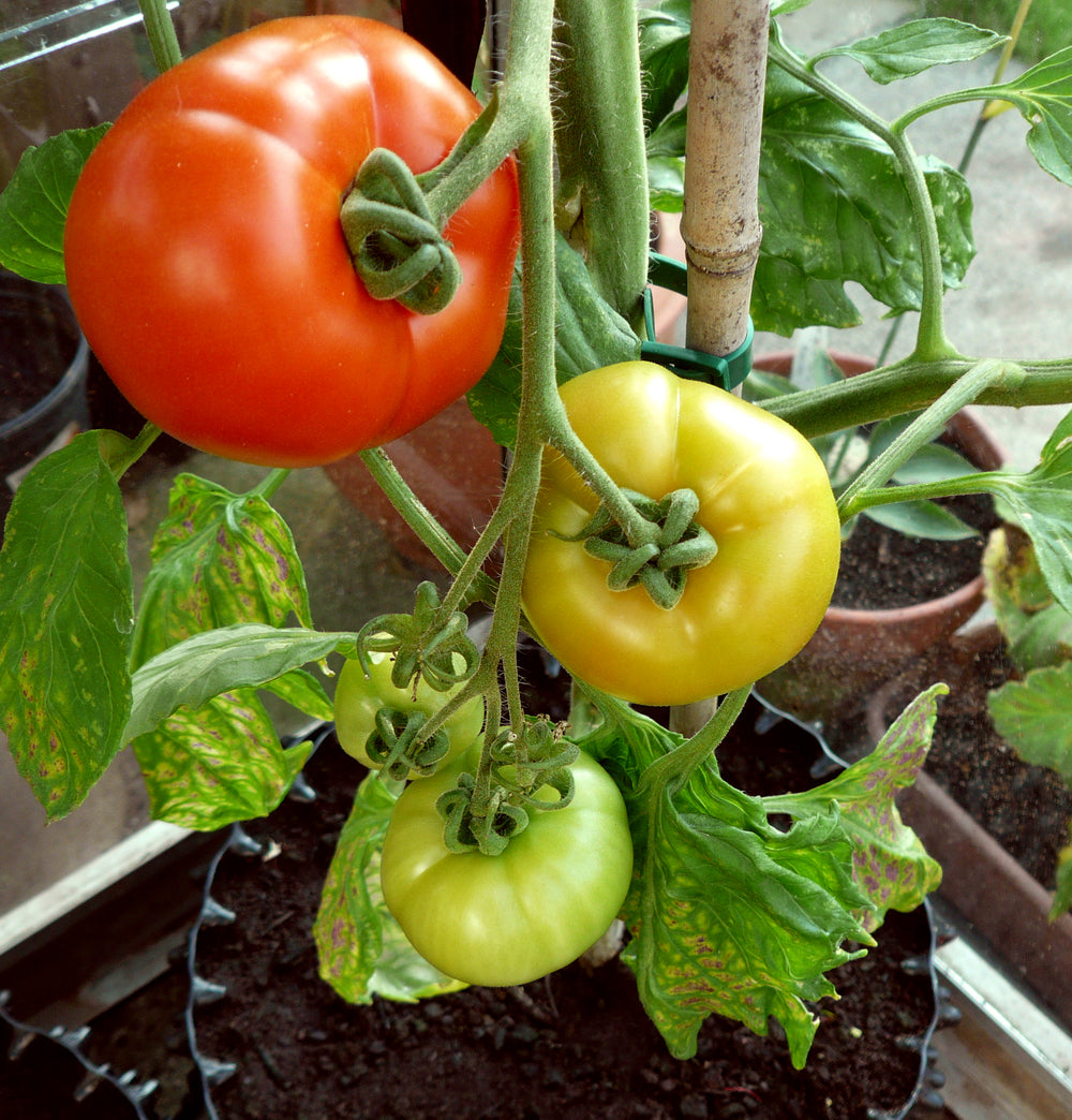 Air-Pot Anwendungsbild: rote und gelbe Tomaten an der Pflanze, Nahaufnahme