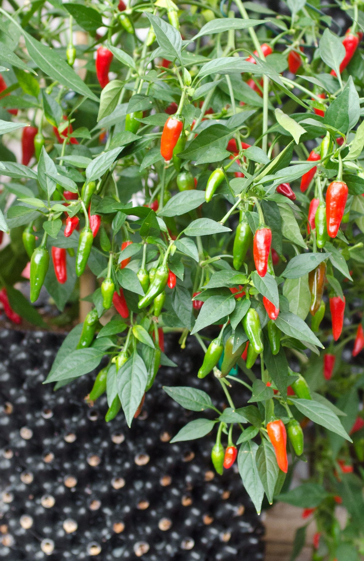 Rote Chilischoten an Pflanzen über einem Air-Pot