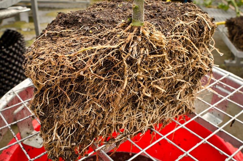 Air-Pot Anwendungsbild: ausgetopfter Wurzelballen mit dichtem Wurzelgeflecht auf einem Gitter