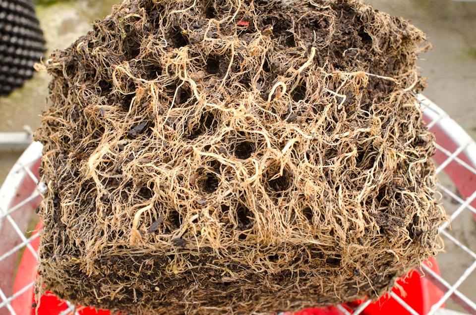 Air-Pot Anwendungsbild: Wurzelballen mit gleichmäßig verteilten Feinwurzeln, Nahaufnahme