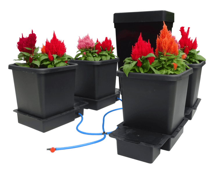 AutoPot 4Pot System freigestellt mit roten Zierpflanzen in vier Töpfen, Tank und Schlauch