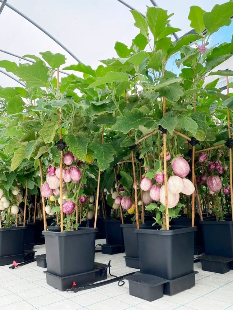 Auberginenpflanzen in Töpfen des AutoPot 4Pot Systems im Folientunnel