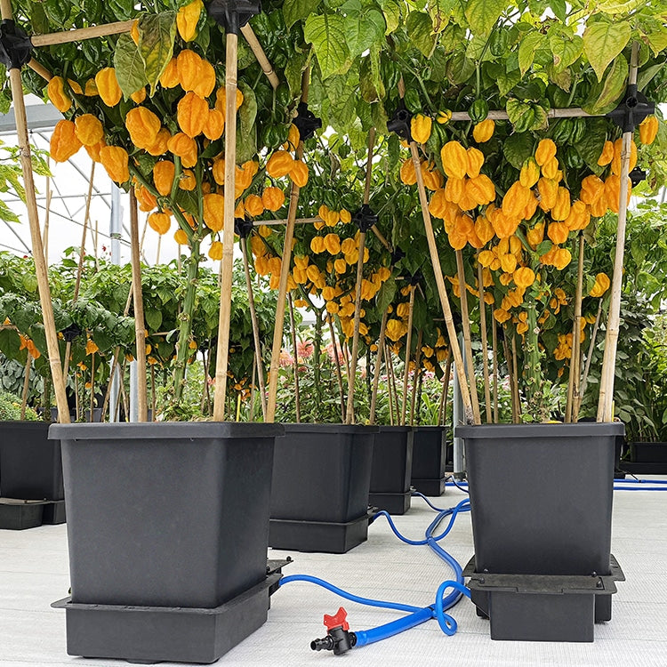 Orange Chilischoten an Pflanzen in AutoPot 4Pot-Töpfen, blauer Schlauch