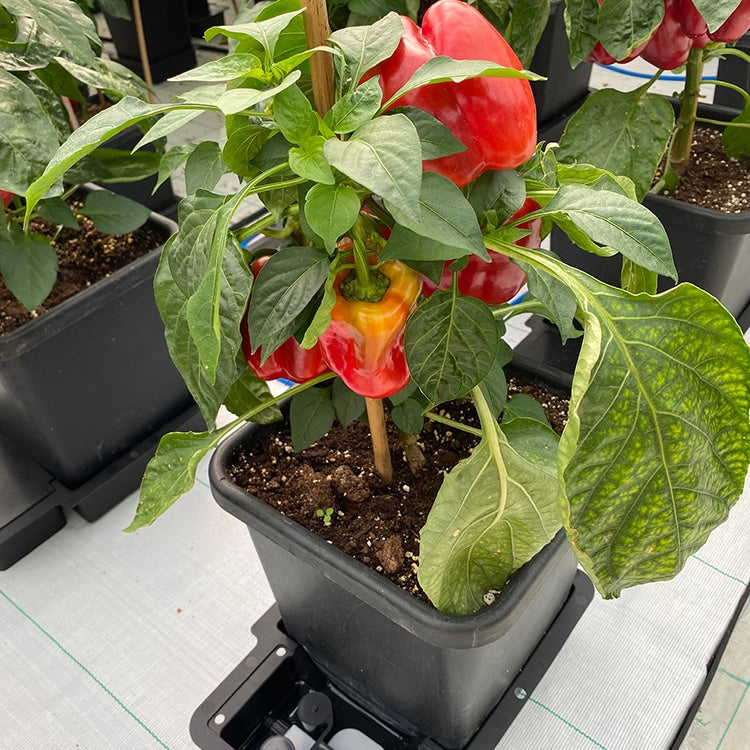 Rote Paprika in einem Topf auf dem AutoPot 1Pot-Tablett