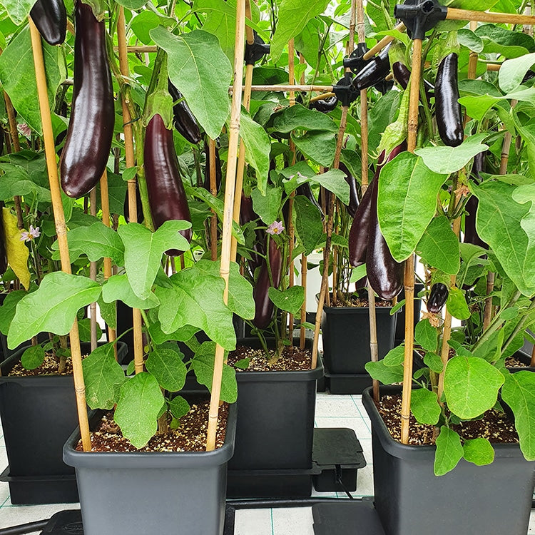 Auberginen an Stäben in AutoPot 1Pot-Töpfen