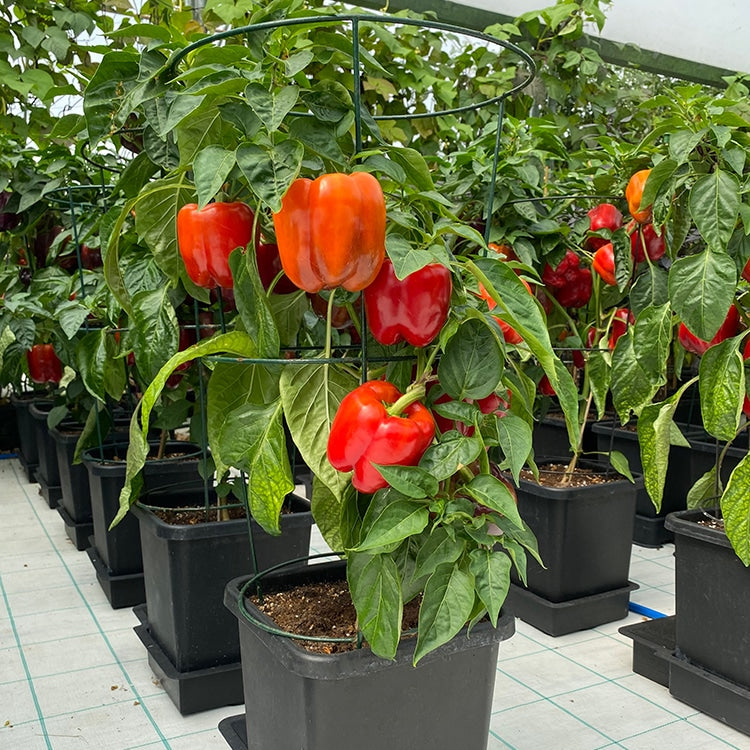 Rote Paprika an Pflanzen in Töpfen auf AutoPot 1Pot-Tabletts
