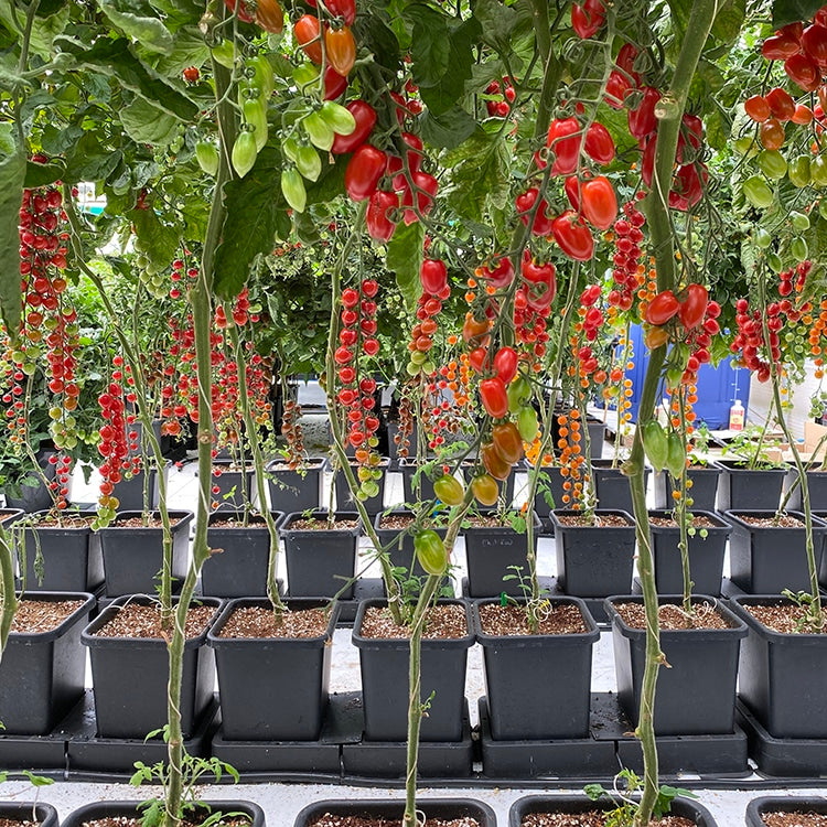 Reihen von Tomatenpflanzen in AutoPot easy2grow-Töpfen im Gewächshaus