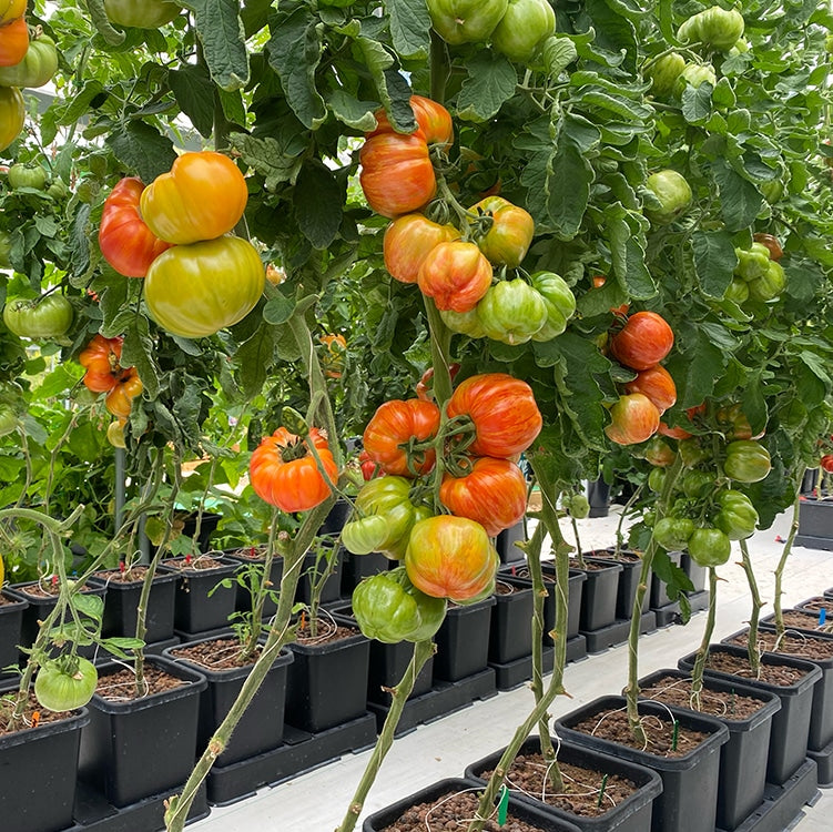 Tomatenpflanzen mit Früchten über AutoPot easy2grow-Töpfen