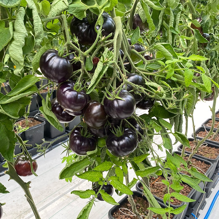 Dunkle Tomaten an der Pflanze über AutoPot easy2grow-Töpfen