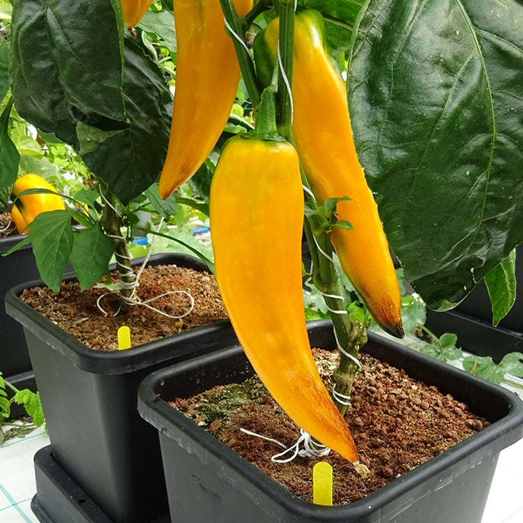 Gelbe Spitzpaprika über AutoPot easy2grow-Töpfen, Nahaufnahme