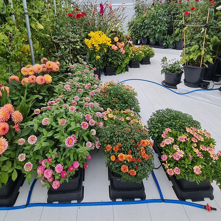 Zinnien und andere Zierpflanzen in AutoPot easy2grow-Tabletts, blauer Schlauch