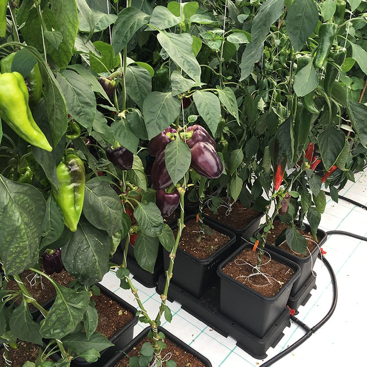 Paprika- und Auberginenpflanzen in AutoPot easy2grow-Töpfen mit Schlauch
