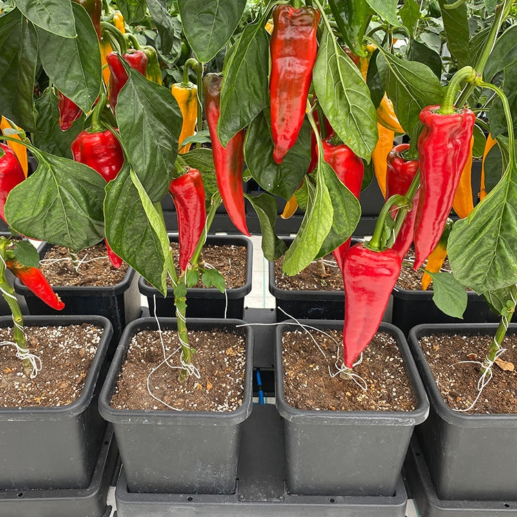 Spitzpaprika über AutoPot easy2grow-Töpfen, Nahaufnahme