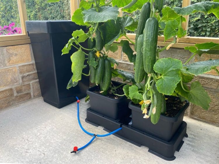 AutoPot easy2grow Kit mit Gurkenpflanzen vor einer Steinwand