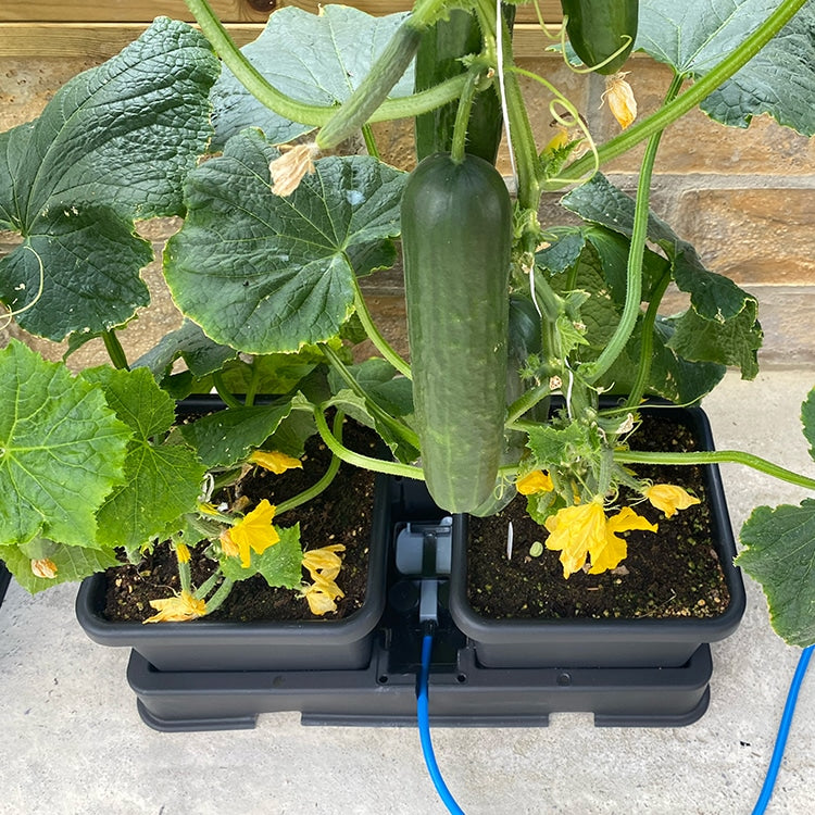 Gurke hängt über zwei Töpfen des AutoPot easy2grow, blauer Schlauch führt zum Tablett