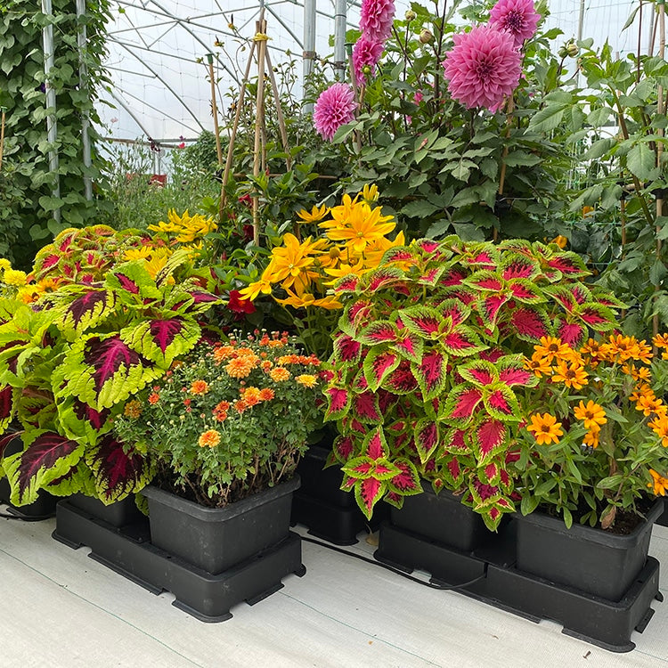 AutoPot easy2grow-Tabletts mit Zierpflanzen und Sommerblumen im Folientunnel