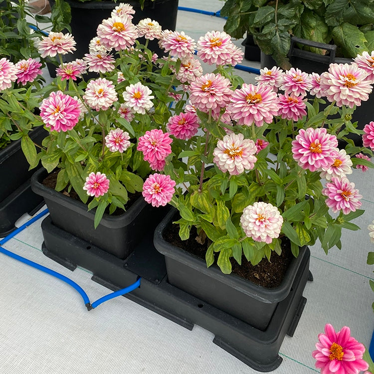 Rosa Zinnien in zwei Töpfen auf dem AutoPot easy2grow-Tablett