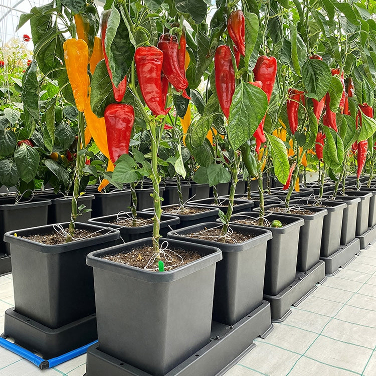 Spitzpaprika-Pflanzen in Reihen von AutoPot easy2grow-Töpfen