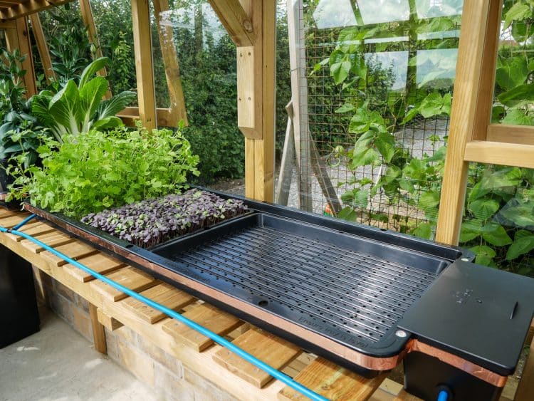 AutoPot Tray2Grow im Gewächshaus, Salat am Ende des Tabletts
