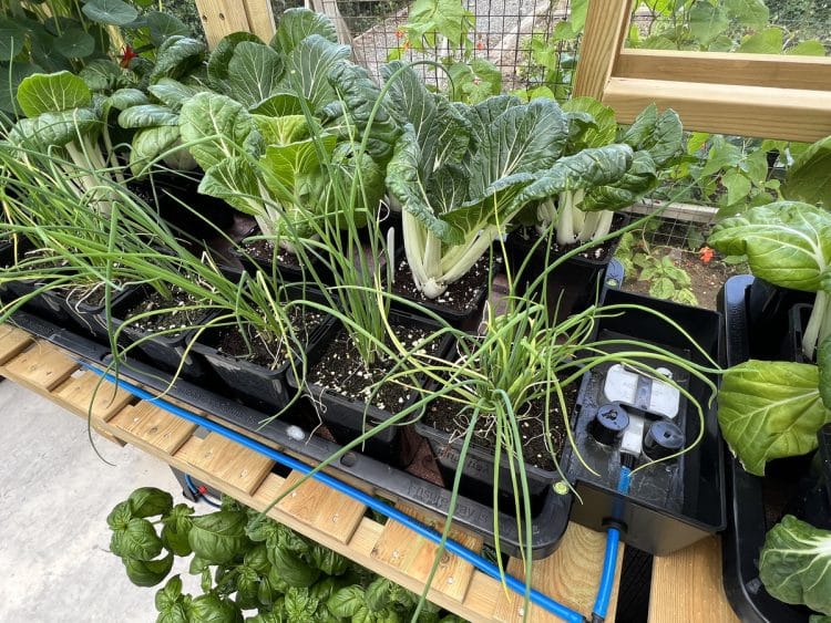 AutoPot Tray2Grow mit Pak Choi und Lauchzwiebeln