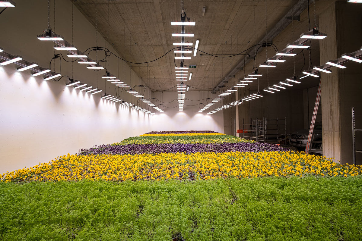 SANlight EVO Leuchten über blühenden Zierpflanzen in einer Indoor-Gärtnerei